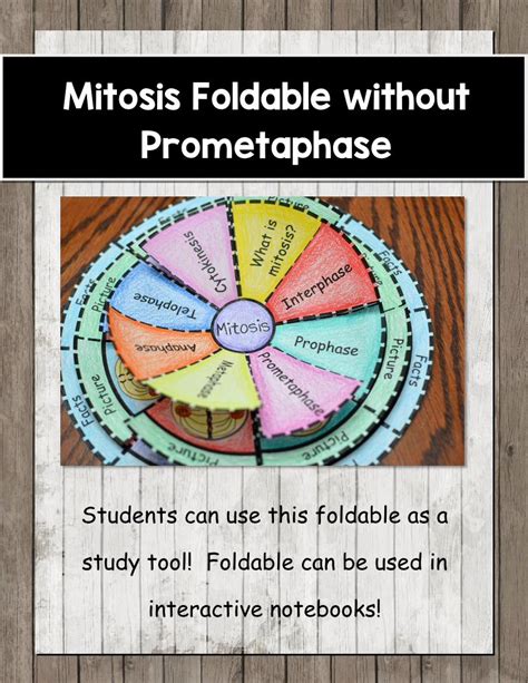 The module also shows how mutations in genes that encode cell cycle regulators can lead to the development of cancer. . Mitosis foldable instructions